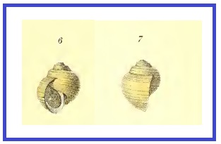 Lanistes ciliatus