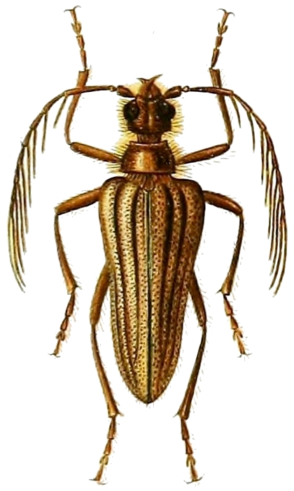 Vesperoctenus flohri