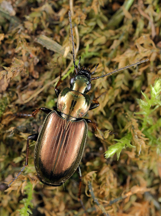 Agonum muelleri muelleri