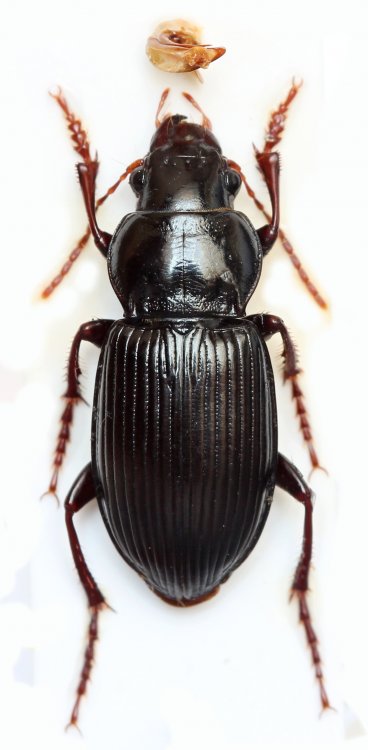Amara aulica