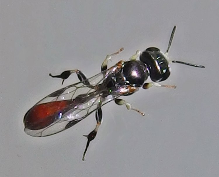 Rhopalum clavipes