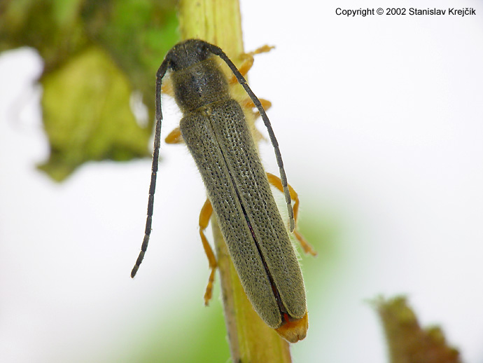 Oberea histrionis