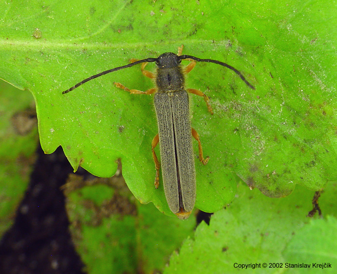 Oberea histrionis