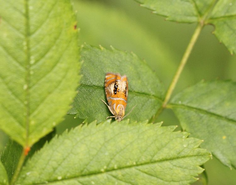 Olethreutes arcuella - obaleč zdobený