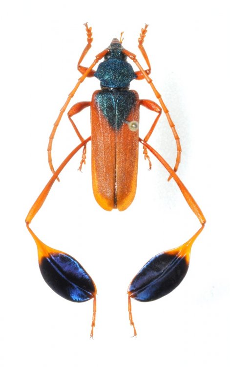 Phyllocnema mirifica triangularis