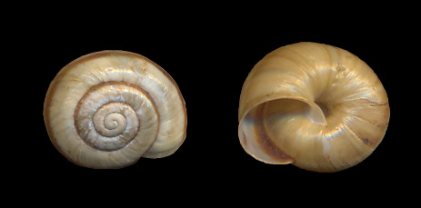 Faustina rossmaessleri