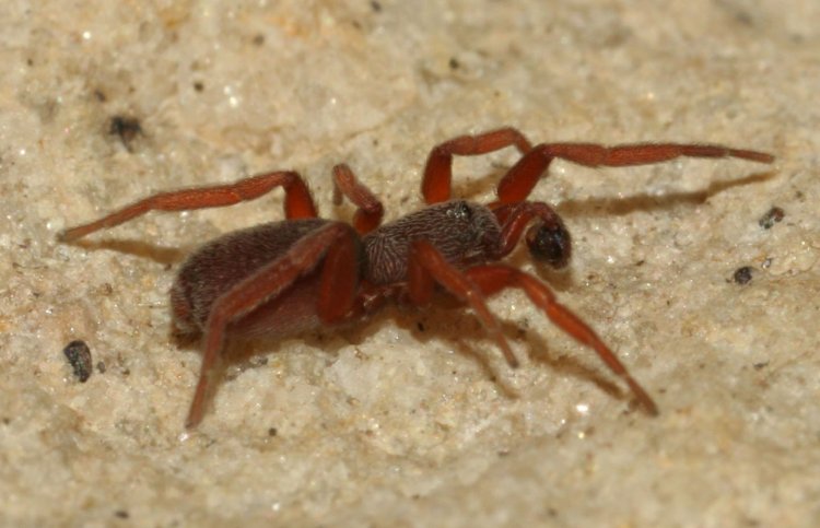 Prodidomus amaranthinus - paskálovka středozemní