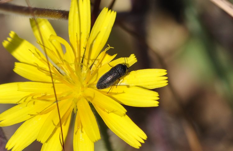 Acmaeoderella coarctata seminata