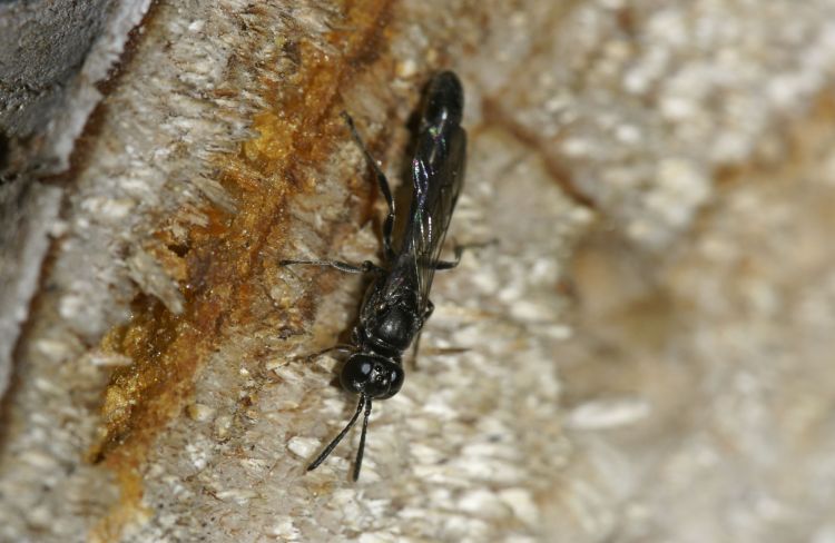 Trypoxylon figulus