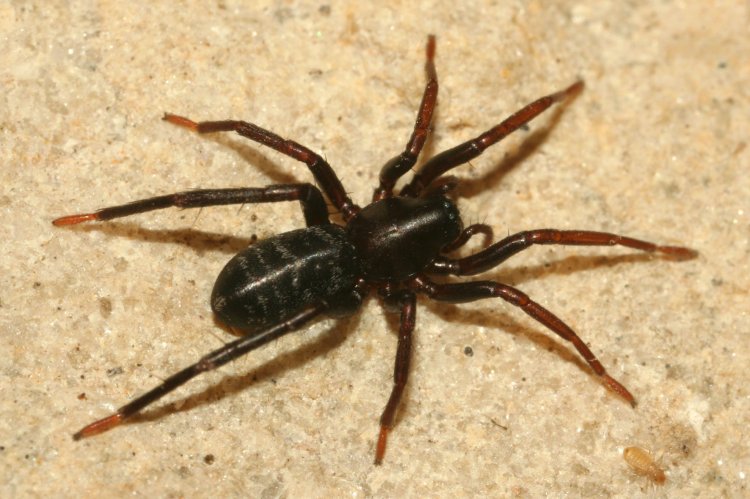 Castianeira badia