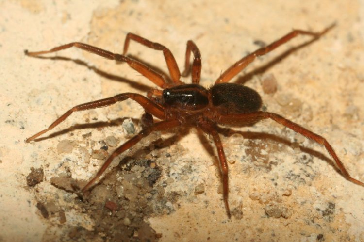 Scotina celans - zápředka dvoupruhá