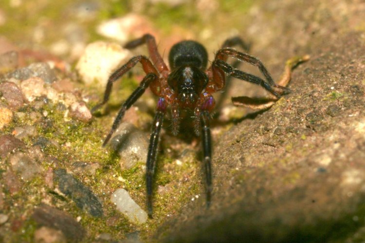 Scotina gracilipes - zápředka mechová