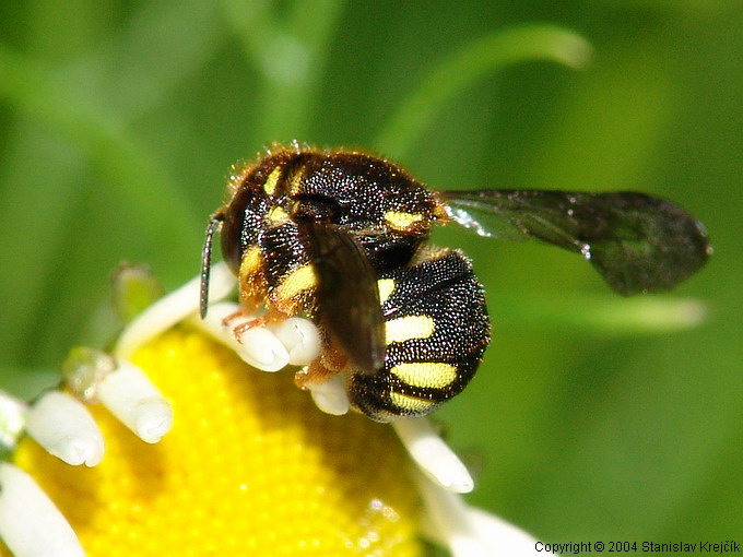 Anthidiellum strigatum