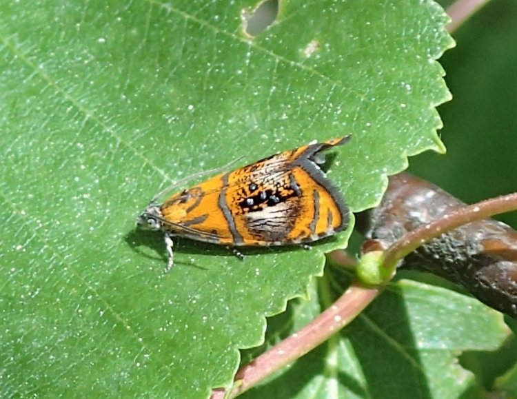 Olethreutes arcuella - obaleč zdobený