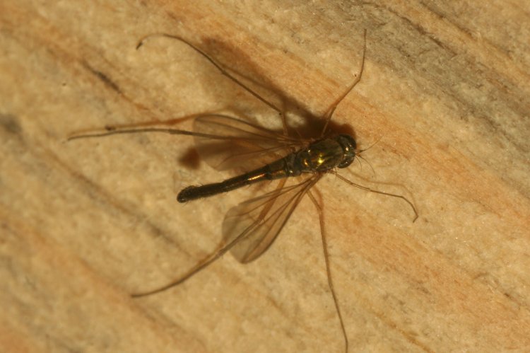 Sciapus platypterus