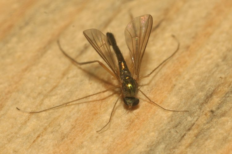 Sciapus platypterus