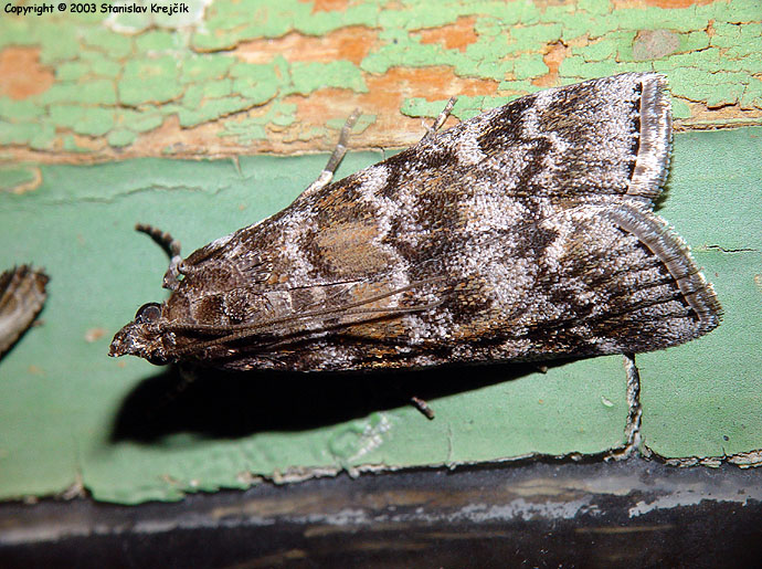 Dioryctria sylvestrella - zavíječ pryskyřičný