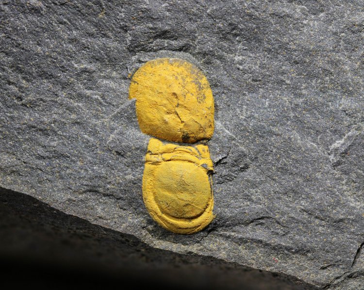 Phalagnostus nudus