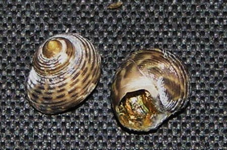 Gibbula cicer