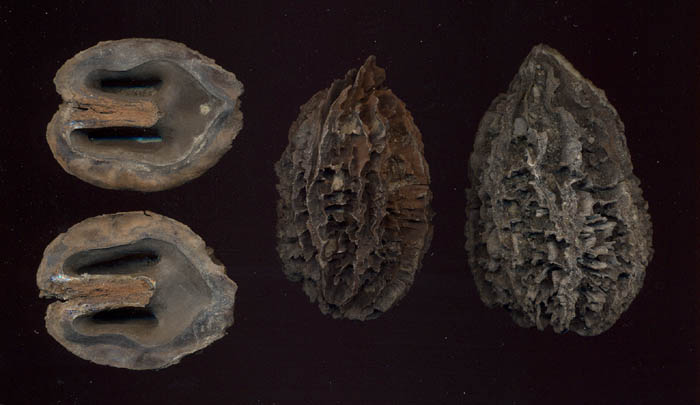 Juglans cinerea f. fossilis - ořešák popelavý