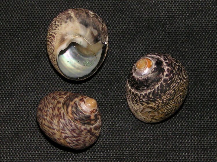 Gibbula cicer
