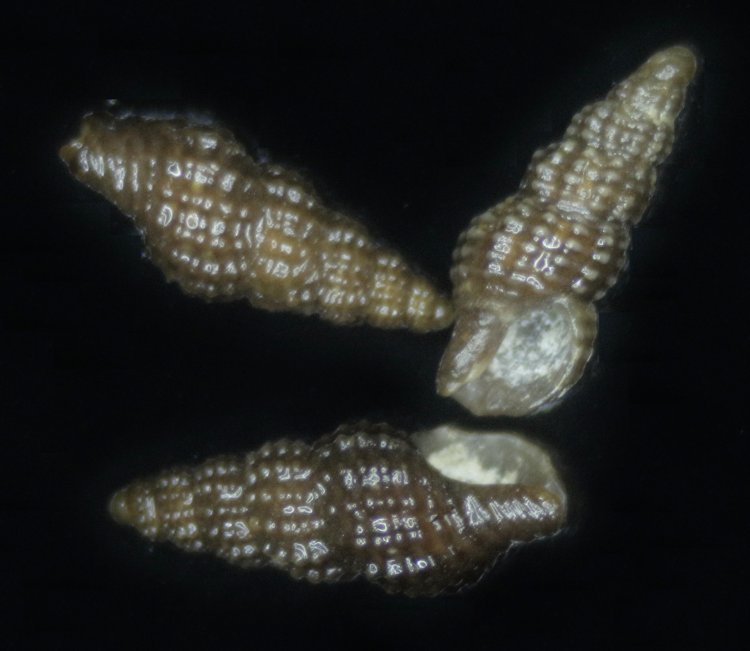 Chauvetia brunnea