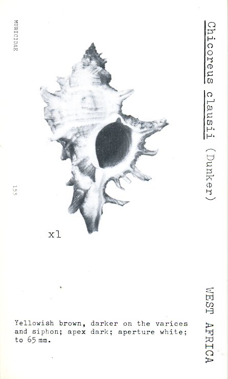 Hexaplex varius clausii