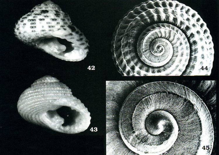 Clanculus santamariae