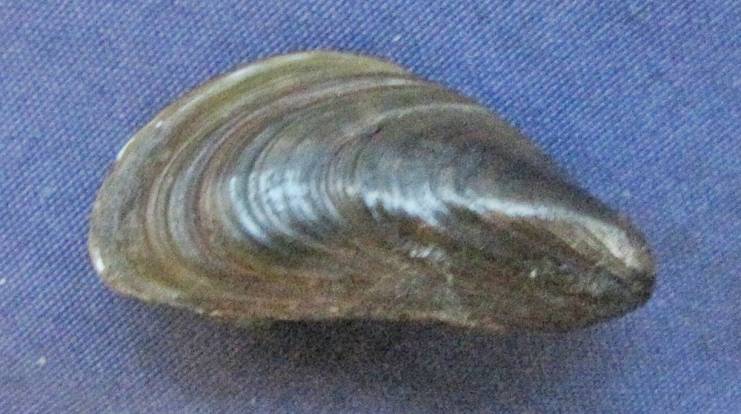 Limnoperna fortunei