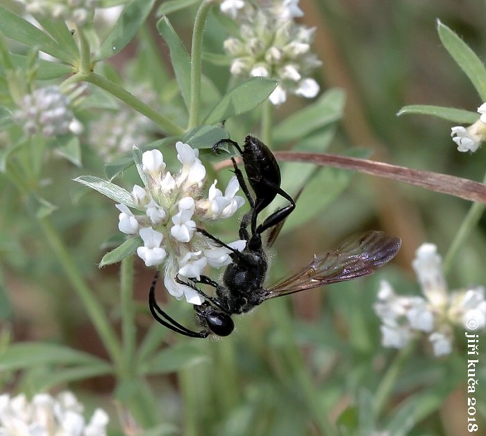 Mimumesa atratina