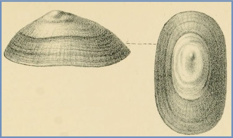 Lottia instabilis