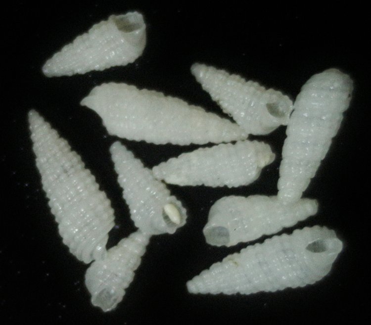 Bittium lacteum