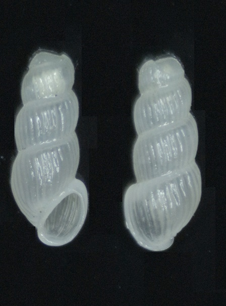 Truncatella subcylindrica - nábřežník tupý
