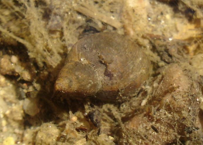 Galba truncatula - plovatka malá