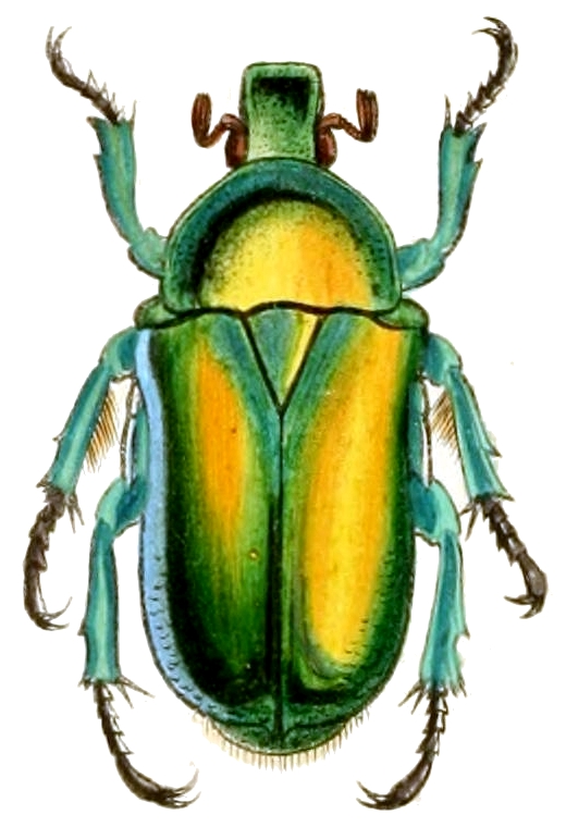 Rhomborhina mellyi mellyi