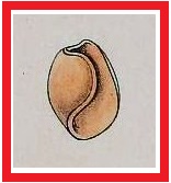 Haloa pemphis