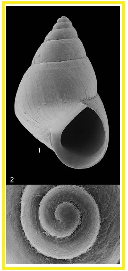 Assiminea grayana
