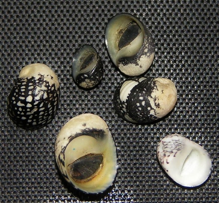 Neripteron bensoni