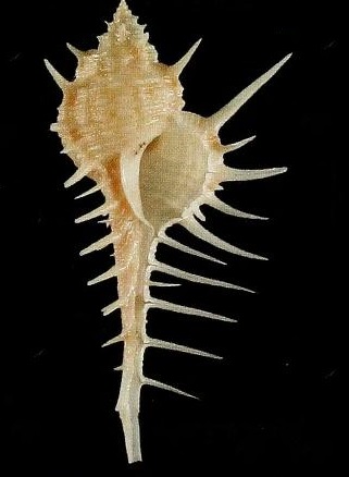 Murex forskoehlii