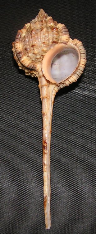 Haustellum longicaudus