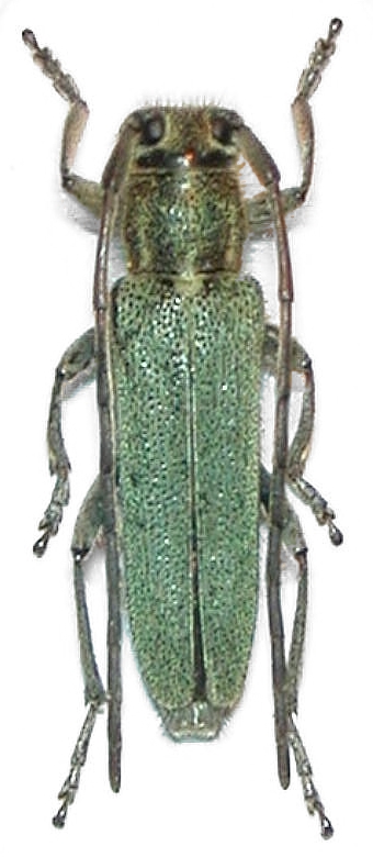 Phytoecia caerulescens cretensis - kozlíček kovolesklý