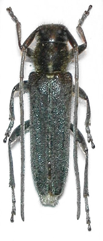 Phytoecia caerulescens cretensis - kozlíček kovolesklý
