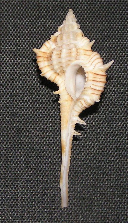 Vokesimurex dolichourus