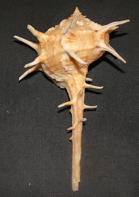 Bolinus cornutus tumulosus - ostranka rohatá