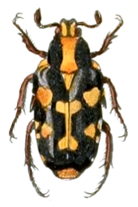 Ixorida mouhoti