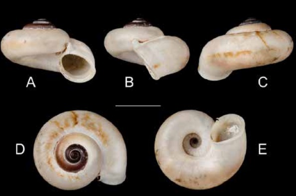 Rhiostoma cambodjense