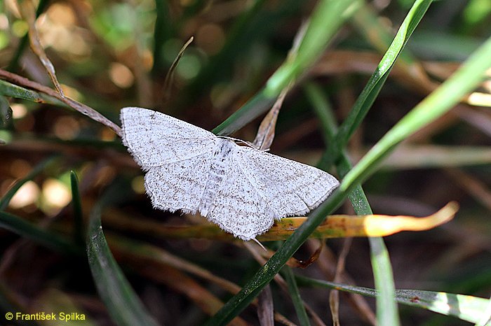 Perconia strigillaria - světlokřídlec vřesovištní