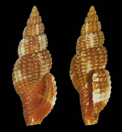 Raphitoma oblonga