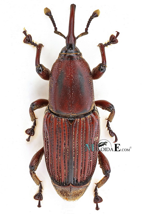 Odoiporus longicollis