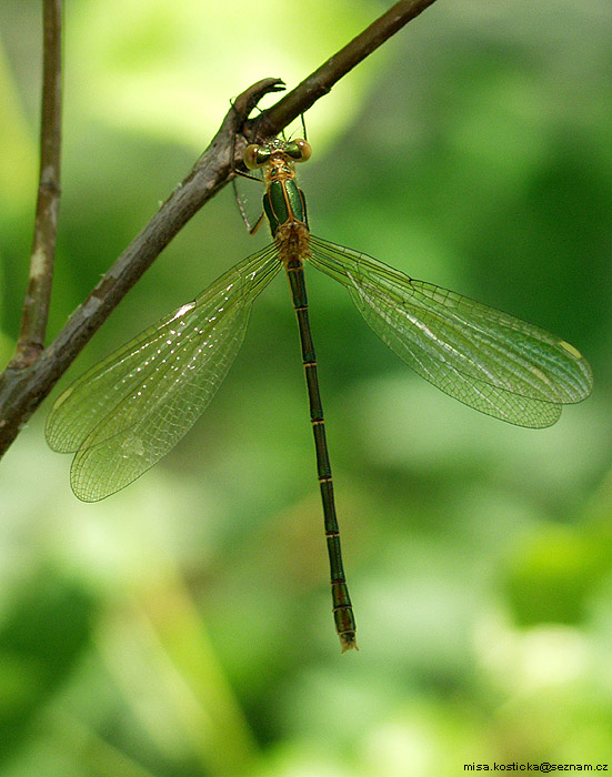 Lestes sponsa - šídlatka páskovaná